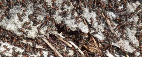Suisse. Des milliards de fourmis invasives ont colonisé un quartier de Cully (Vaud) | Variétés entomologiques | Scoop.it