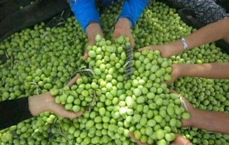 TUNISIE : Huile d’olive tunisienne: Les recettes d’exportation augmentent de 54% et frôlent les 3 milliards de dinars | CIHEAM Press Review | Scoop.it