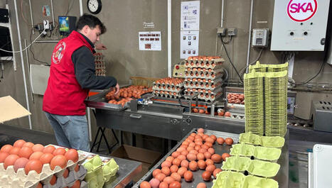 Les producteurs d'&oelig;ufs en Meurthe-et-Moselle s'inqui&egrave;tent pour leur avenir - ICI | veille territoriale | Scoop.it