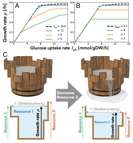 Global constraint principle for microbial growth laws | pnas | RMH | Scoop.it
