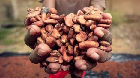 Chocolate's Heart of Darkness: Child Labour in Ivory Coast | Child rights | Al Jazeera | Stage 4 Interconnections | Scoop.it