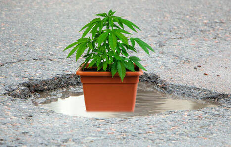 Pot for Potholes? - Michigan Plans to Let Cannabis Tax Revenue Fix the Growing Pothole Problem in the State | Cannabis.Net | Scoop.it