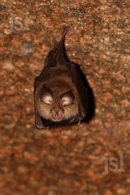 Enqu&ecirc;te sur les chauves-souris bourguignonnes | Biodiversit&eacute; | Scoop.it