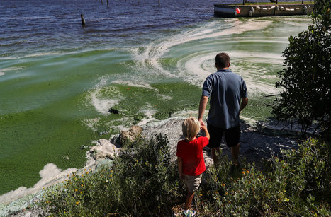 Slimy Green Beaches May Be Florida's New Normal | Coastal Restoration | Scoop.it