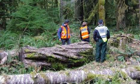 Genetic profiling of trees helps convict timber thieves | Timberland Investment | Scoop.it