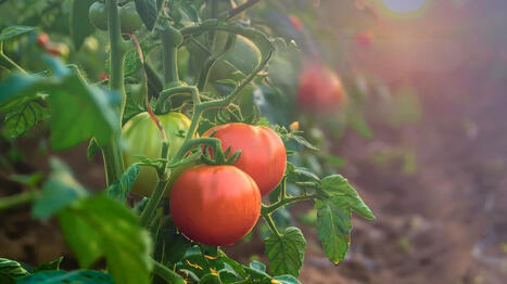 &Agrave; Vallauris, Evolutive Agronomy l&egrave;ve 1,8 million d'euros pour acc&eacute;l&eacute;rer la protection biologique des sols | Innovation Agro-activit&eacute;s et Bio-industries | Scoop.it