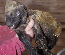 Scientists develop field test for Schmallenberg - 3/22/2012 - Farmers Weekly | Virology News | Scoop.it