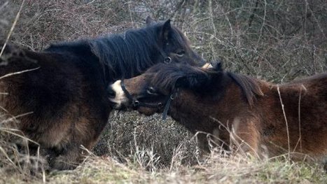 Des poneys sauvages britanniques au secours de la steppe tchèque | EntomoNews | Scoop.it
