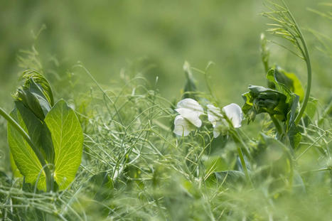 A la recherche de la souveraineté en protéines végétales : / | Veille Scientifique Agroalimentaire - Agronomie | Scoop.it