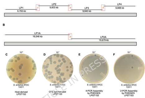 Cell-free synthesis and characterization of Salmonella, Escherichia coli, and Shigella-specific bacteriophages | Mcf | RMH | Scoop.it