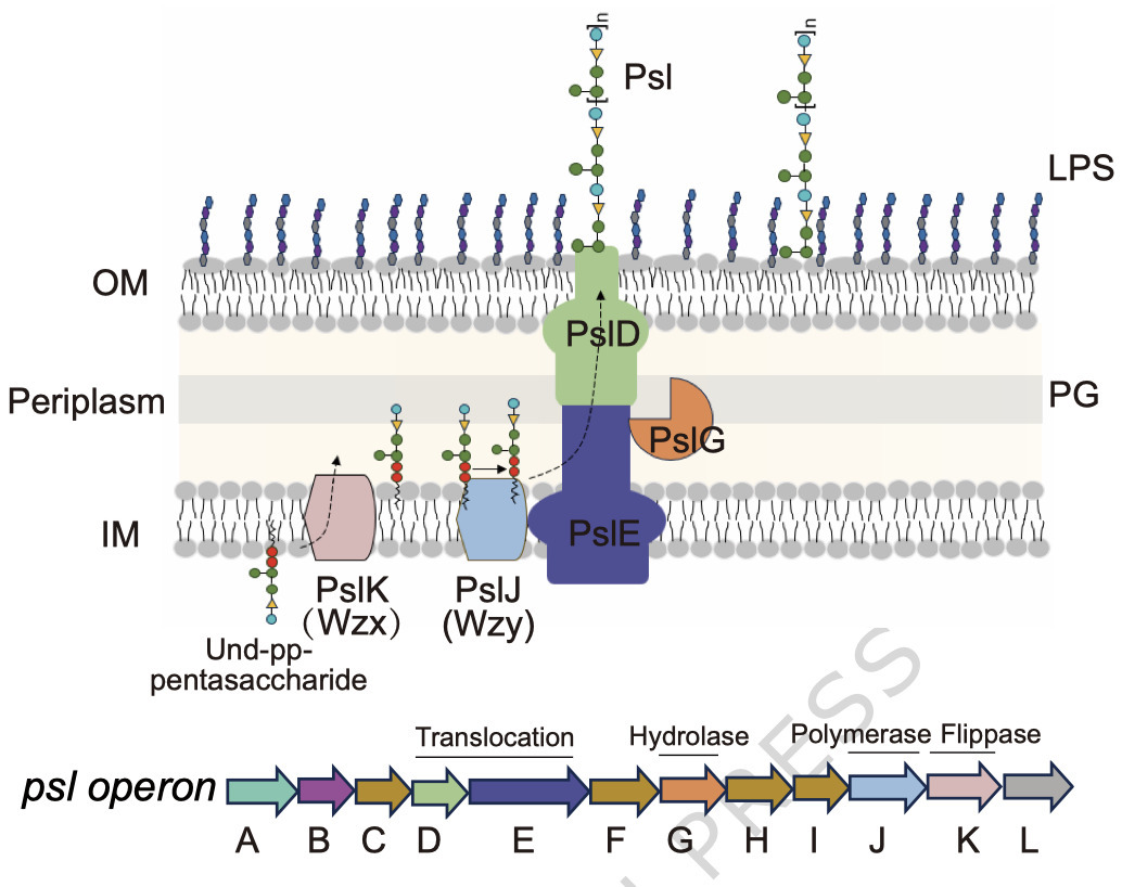 Structural insights into PSL polysaccharide ass...