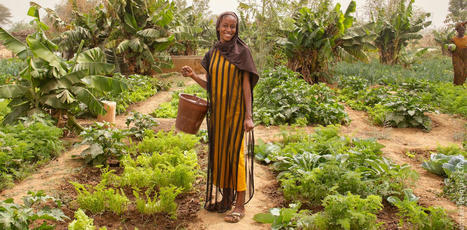 « Défis globaux… solutions locales » : Au Sénégal, avec les pionniers de l’agroécologie africaine | Agroecologie et Systèmes Alimentaires Durables | Scoop.it