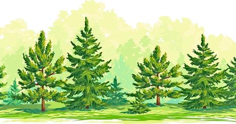 Metsäperintö pitäisi laittaa euroiksi? Toimi näin! | Apu | 1Uutiset - Lukemisen tähden | Scoop.it