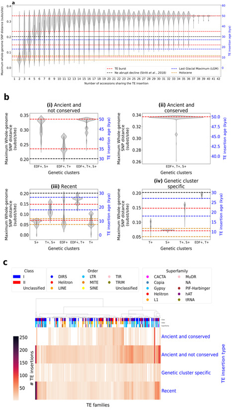 Le pang&eacute;nome de Brachypodium distachyon met en &eacute;vidence la dynamique des &eacute;l&eacute;ments transposables dans l'esp&egrave;ce en lien avec des stress environnementaux | Life Sciences Universit&eacute; Paris-Saclay | Scoop.it