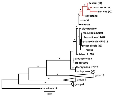 PLoS ONE: Comparative Genome Analysis Provides Insights into the Evolution and Adaptation of Pseudomonas syringae pv. aesculi on Aesculus hippocastanum | Publications | Scoop.it