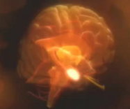 Anxiety and the Amygdala | Befriending Anxiety | Scoop.it