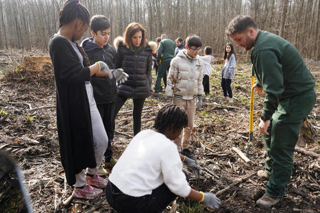 Val-d'Oise, les collégiens associés aux plantations dans la forêt victime de la maladie de l'encre | Environnement, paysage et biodiversité | Scoop.it
