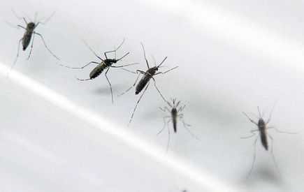 Dengue dans le Var : le plan de vigilance renforcé | Variétés entomologiques | Scoop.it