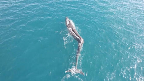 Une baleine souffrant de scoliose filmée en Espagne | Revue de presse Cétacés | Scoop.it