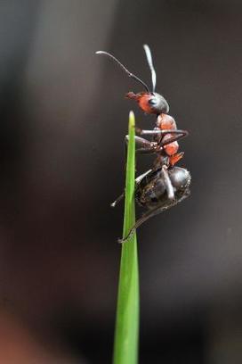 A pas de fourmi, la connaissance s'améliore | Biodiversité | Scoop.it