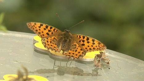 La survie des papillons menacée en Ile-de-France | Toxique, soyons vigilant ! | Scoop.it