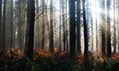 This Should Be a No-Brainer !!! Managing English woodlands could help rare plants, report finds | BIODIVERSITY IS LIFE  &ndash; | Scoop.it