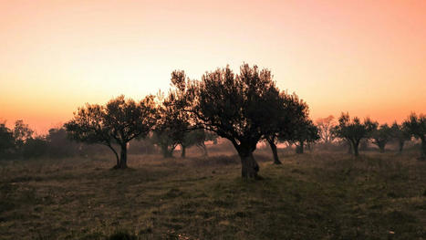 MÉDITERRANÉE : L’agrivoltaïque bifacial pour les oliveraies – | CIHEAM Press Review | Scoop.it
