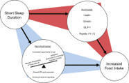 Sleep and food intake - ScienceDirect | El rincón de mferna | Scoop.it