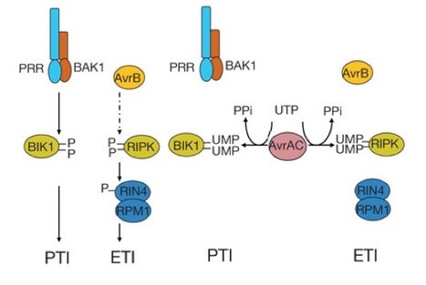 Nature: A Xanthomonas uridine 5′-monophosphate transferase inhibits plant immune kinases (2012) | Plants and Microbes | Scoop.it