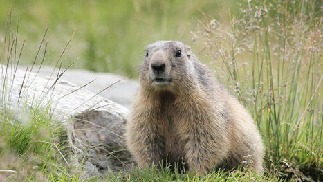 Attention, ces marmottes volent vos chaussures et s'attaquent &agrave; vos voitures | Biodiversit&eacute; - @ZEHUB on Twitter | Scoop.it