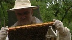Drôme : des abeilles sous surveillance - Francetv info | Phytosanitaires et pesticides | Scoop.it