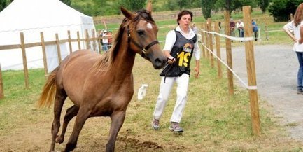 Concours d'élevage de chevaux d'endurance à Ispagnac | Cheval et sport | Scoop.it