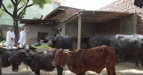 INDE : La bouse de vache sacr&eacute;e remplace le gaz en p&eacute;riode de crise &eacute;nerg&eacute;tique | ASIES | Scoop.it