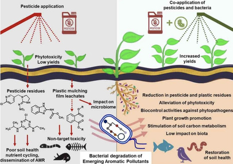 Bacterial degradation of emerging aromatic pollutants and integrated strategies for sustainable healthy agro-ecosystem | Cin | RMH | Scoop.it