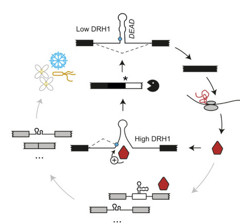 A structured RNA balances DEAD-box RNA helicase function in plant alternative splicing control | brvp | RMH | Scoop.it