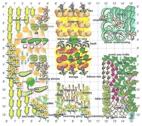 Les tomates détestent les concombres: les secrets de la technique du compagnonnage + de multiples combinaisons de plantation | La Sagesse de la Nature | Scoop.it