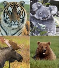 Temperate Rainforest Animals List | Temperate R...