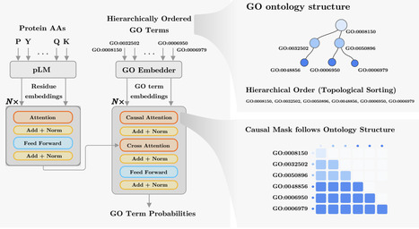 STAR-GO: Improving Protein Function Prediction by Learning to Hierarchically Integrate Ontology-Informed Semantic Embeddings | bft | RMH | Scoop.it