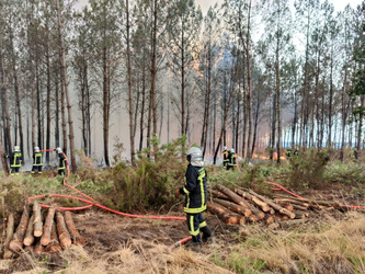 Incendies en Gironde&nbsp;: comment adapter la monoculture intensive du pin maritime&nbsp;? | Environnement - D&eacute;veloppement durable - Climat | Scoop.it