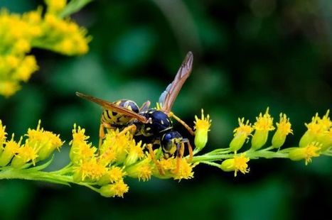 Ce que vous ne savez peut-être pas sur les guêpes | Variétés entomologiques | Scoop.it