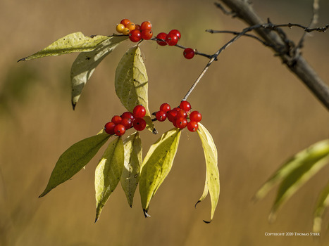 Substituting Foliage for Birds | Mirrorless Cameras | Scoop.it