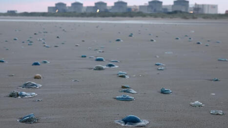Un an jour pour jour apr&egrave;s un &eacute;pisode similaire: des m&eacute;duses contraignent EDF &agrave; arr&ecirc;ter trois r&eacute;acteurs de la centrale nucl&eacute;aire de Gravelines | Non au Nucl&eacute;aire | Scoop.it