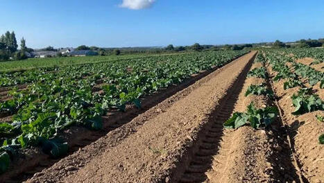 Podcast (4') - Dans le Finist&egrave;re, les mara&icirc;chers subissent encore les effets de la s&eacute;cheresse | Revue de presse du Centre de doc | Scoop.it