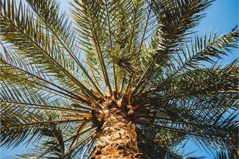 TUNISIE: Charançon rouge: Baisse du nombre des palmiers infectés dans les régions du Grand Tunis | CIHEAM Press Review | Scoop.it
