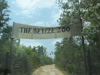 The Belize Zoo makes someone's day | Cayo Scoop!  The Ecology of Cayo Culture | Scoop.it