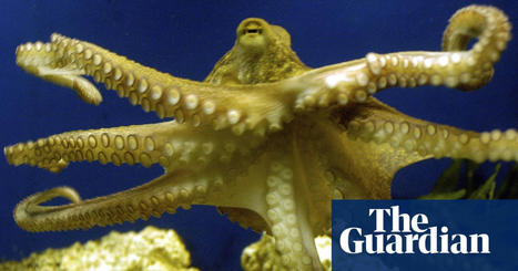 Octopuses were around before dinosaurs, fossil find suggests | Palaeontology | The Guardian | Complex Insight  - Understanding our world | Scoop.it