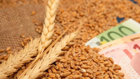 MAGHREB : Pourquoi la flamb&eacute;e des prix agricoles inqui&egrave;te les pays importateurs de BL&Eacute; | CIHEAM Press Review | Scoop.it