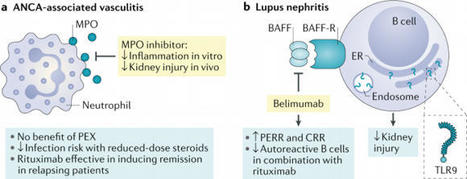 Advances in ANCA-associated vasculitis and lupus nephritis | AUTOIMMUNITY | Scoop.it