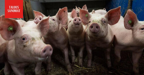 HK Foods MT:lle: Sianlihan vienti useisiin maihin keskeytetty | A1Uutiset | Scoop.it