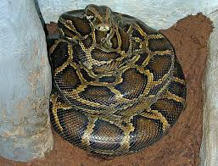Trusting RFK Jr. to Research Vaccines is Like Trusting a Hungry Python to Babysit a Kitten | Escepticismo y pensamiento crítico | Scoop.it